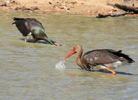 Black stork at Timbavati