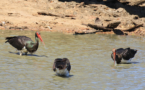Black stork at Timbavati