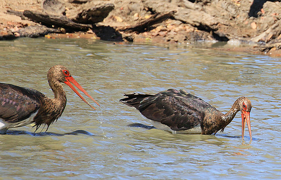 Black stork at Timbavati