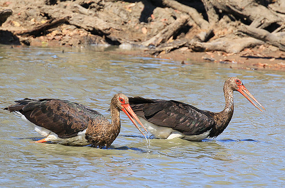 Black stork at Timbavati