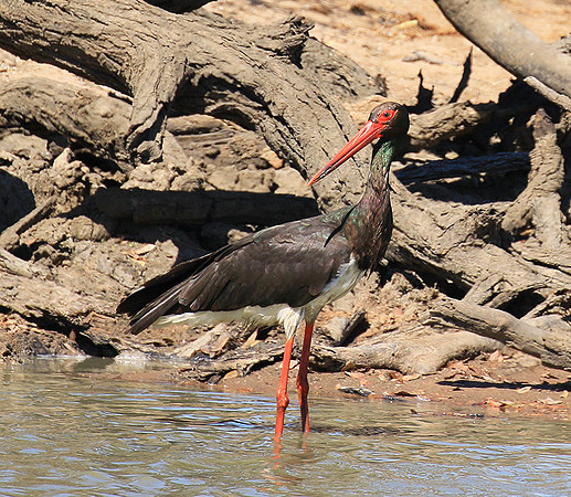 Black stork at Timbavati