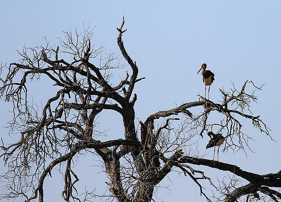 Black stork at Timbavati