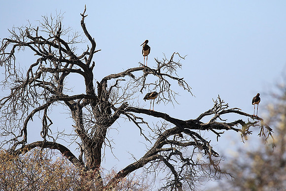 Black stork at Timbavati