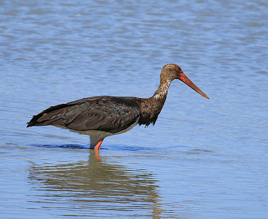Black stork at Timbavati