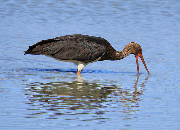 Black stork at Timbavati