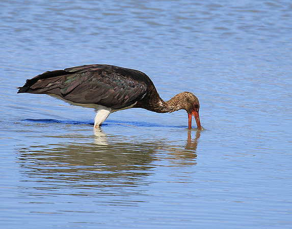 Black stork at Timbavati