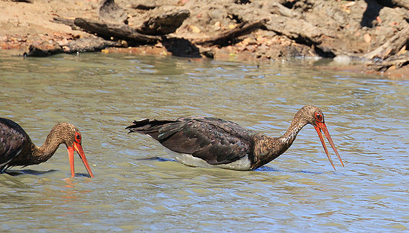 Black stork at Timbavati