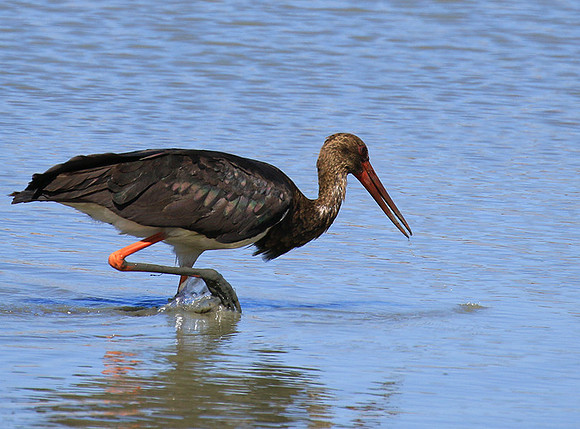 Black stork at Timbavati