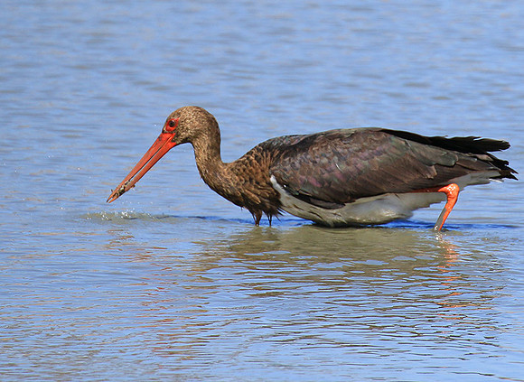 Black stork at Timbavati