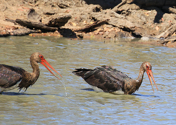 Black stork at Timbavati