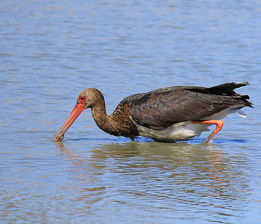 Black stork at Timbavati