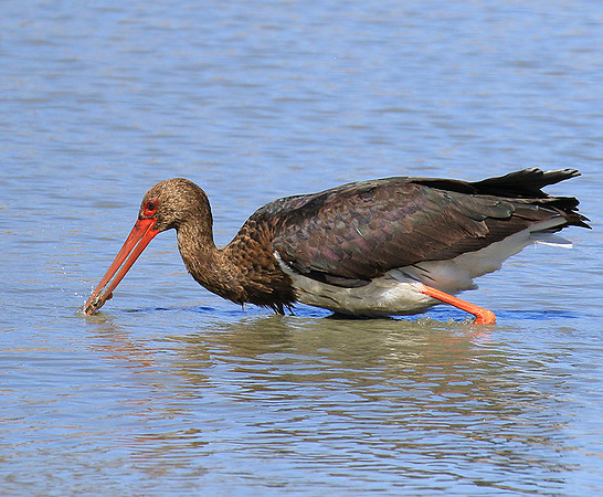 Black stork at Timbavati