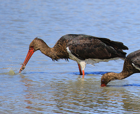 Black stork at Timbavati