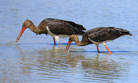 Black stork at Timbavati
