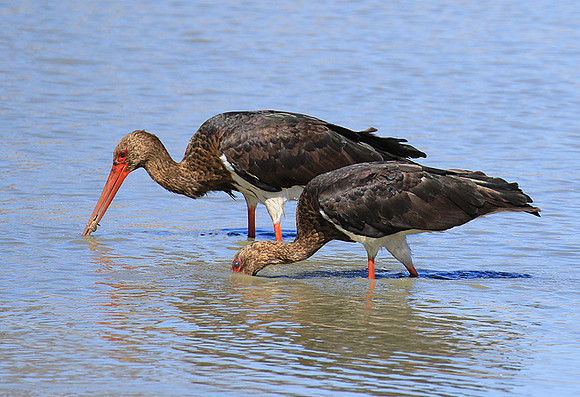 Black stork at Timbavati