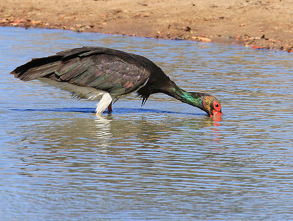 Black stork at Timbavati