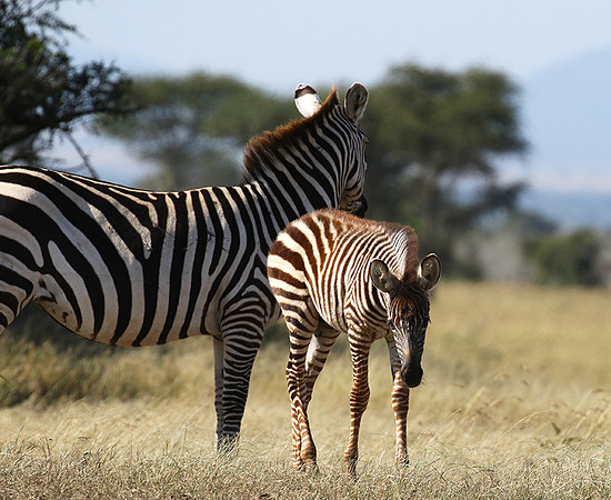 Serengeti - Grumeti Private Reserve