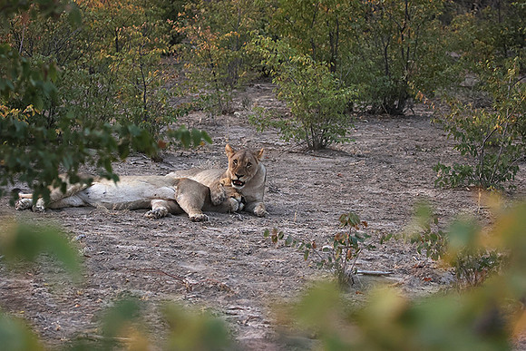 Ongava Private Reserve
