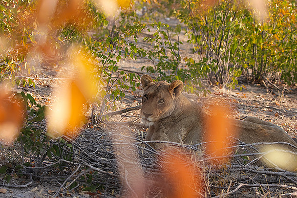 Ongava Private Reserve