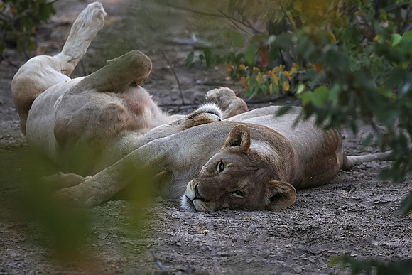 Ongava Private Reserve
