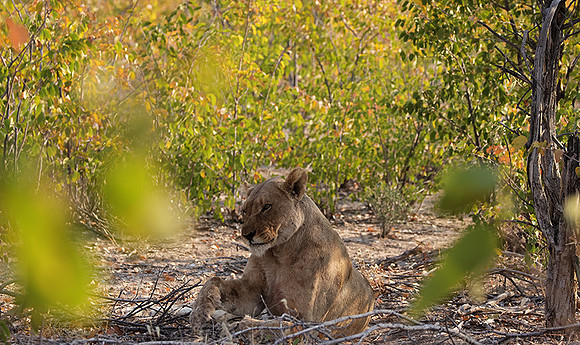 Ongava Private Reserve