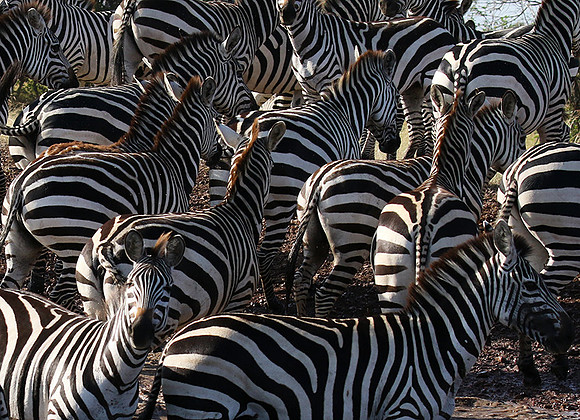 Serengeti - Grumeti Private Reserve