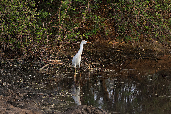 Cattle egret - Tau Pan
