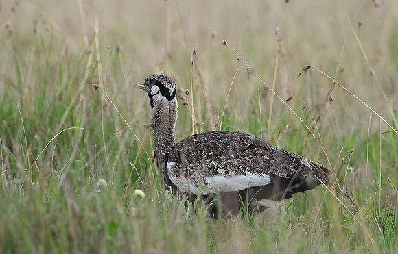 Black-bellied bustard - Borana