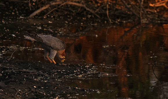 Red-necked falcon - Tau Pan