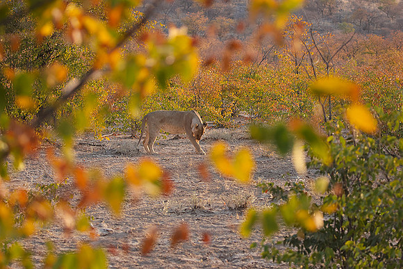 Ongava Private Reserve