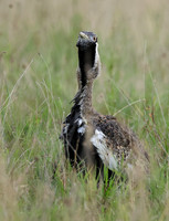 Black-bellied bustard - Borana