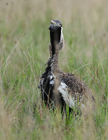 Black-bellied bustard - Borana