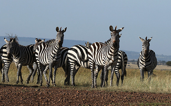 Serengeti - Grumeti Private Reserve