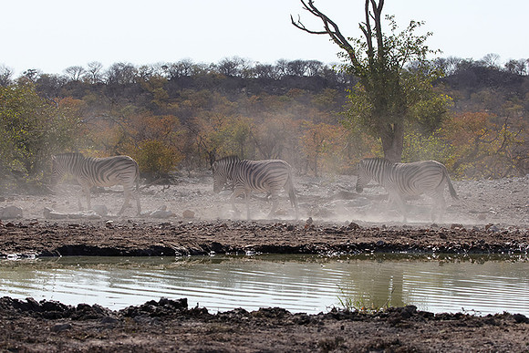 Burchell's zebra - Ongava Private Reserve