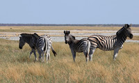 Nxai Pan
