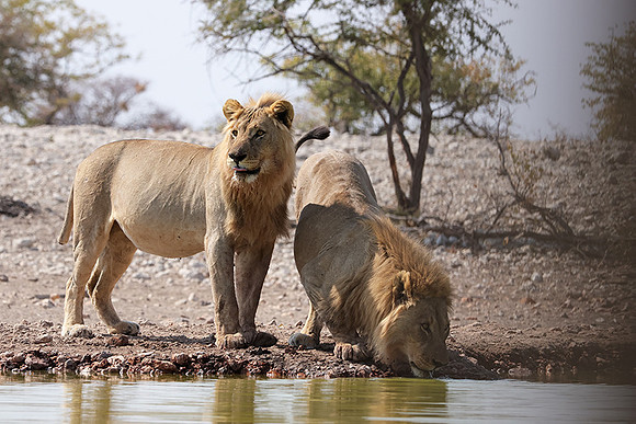 Ongava Private Reserve