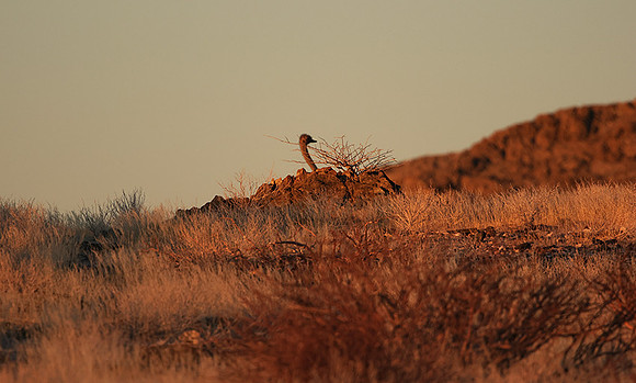 Damaraland