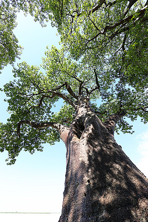 Botswana