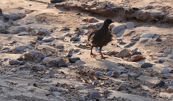 Red-billed spurfowl - Hoanib river bed