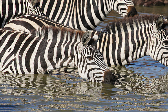 Serengeti - Grumeti Private Reserve