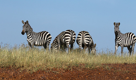 Serengeti - Grumeti Private Reserve