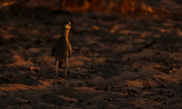 Spotted thick-knee - Tau Pan