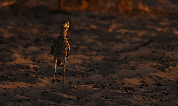 Spotted thick-knee - Tau Pan