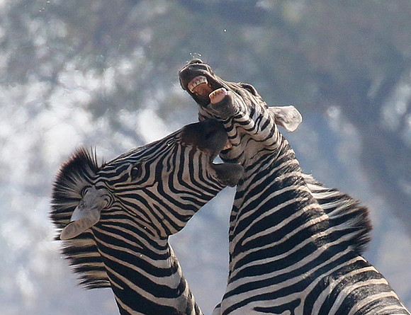 Hwange National Park