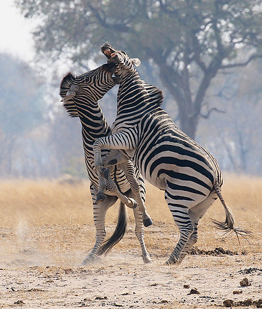 Hwange National Park