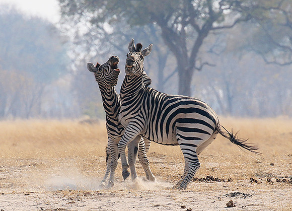 Hwange National Park