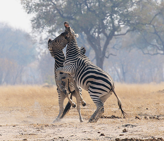 Hwange National Park