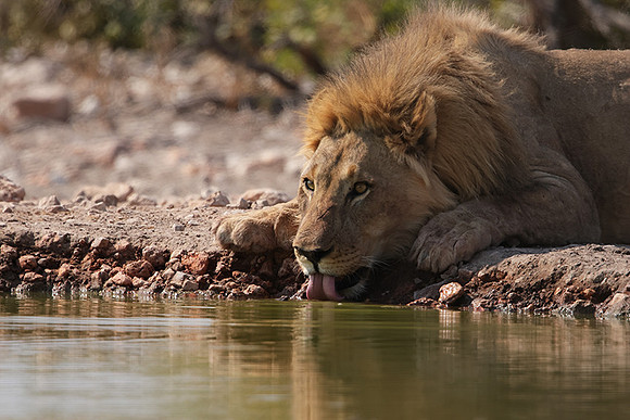 Ongava Private Reserve