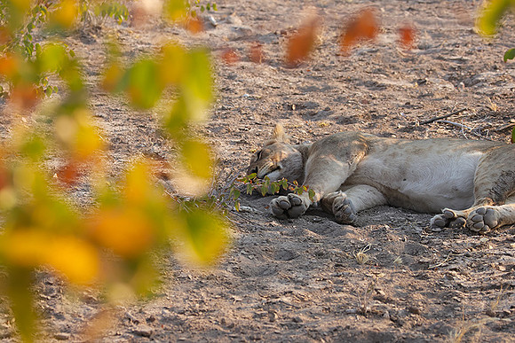 Ongava Private Reserve