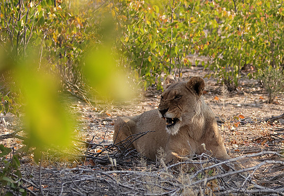 Ongava Private Reserve